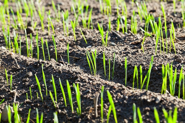 Agricoltura cereali grano