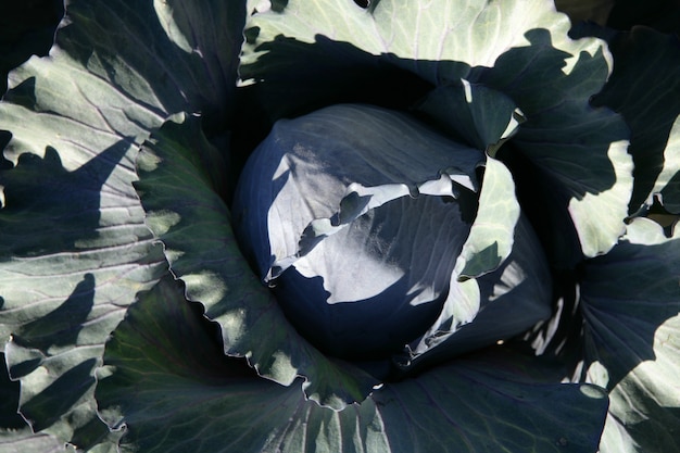 Agricoltura, coltivazione dei cavoli