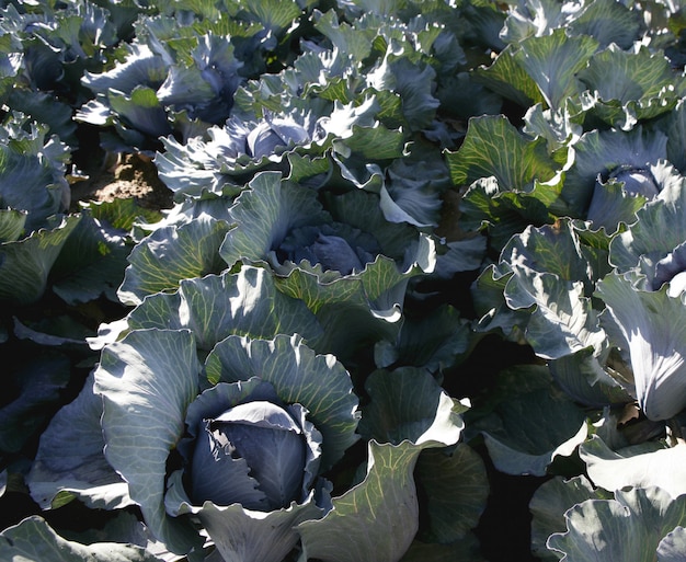 Agricoltura, coltivazione dei cavoli