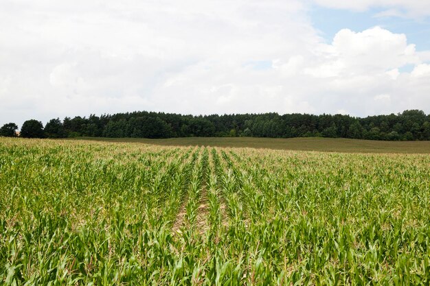 Agricoltura dei campi di mais