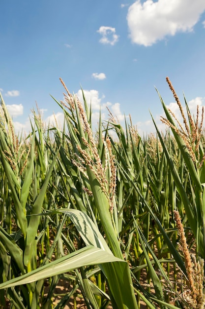 Agricoltura dei campi di mais