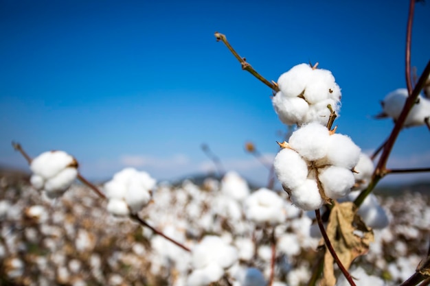 Agricoltura del campo di cotone la vita naturale fresca