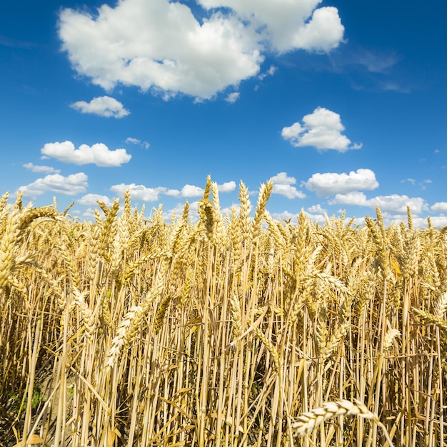 Agricoltura del campo di grano con cielo nuvoloso blu in estate