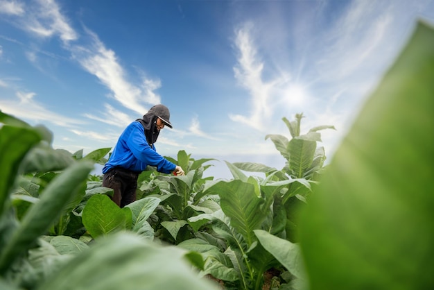 Agricoltura dell'industria del tabacco, agricoltrici che lavorano nei campi di tabacco con un bel cielo azzurro e nuvole.