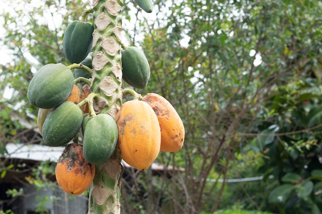 Agricoltura dell'insetto del fungo di malattia della pianta da frutto della papaia