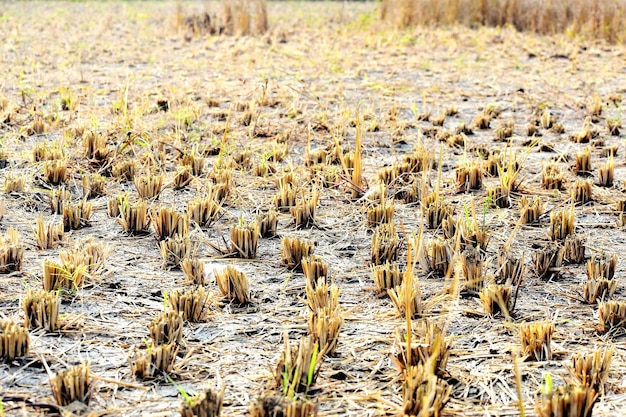 Agricoltura delle colture di filedout