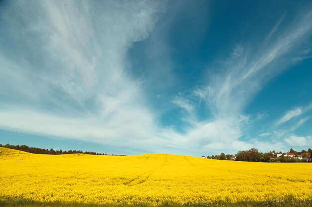 Agricoltura di campo di colza gialla in fiore