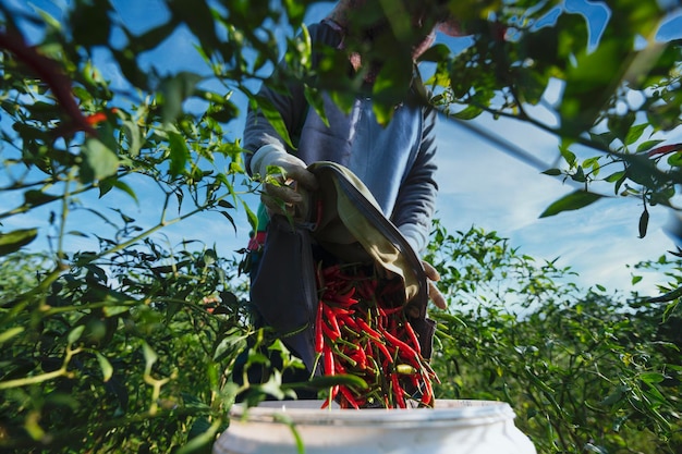 Agricoltura di peperoni rossi che raccoglie peperoni rossi in un'azienda agricola asiatica di peperoncino