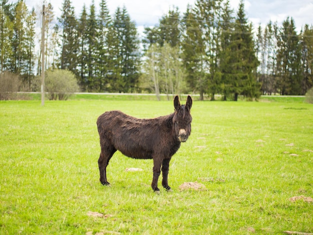 Agricoltura e agricoltura e zootecnia Scena di una fattoria in campagna con un asino su un prato verde contro il bosco