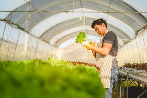 Agricoltura, giardiniere, fattoria, raccolto, verdura, concetto di tecnologia. Il giardiniere che raccoglie lattuga a casa di coltivazione di ortaggi al mattino.