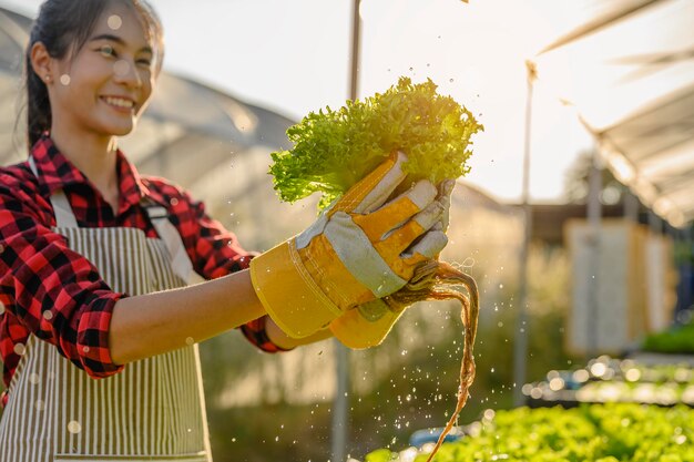 Agricoltura, giardiniere, fattoria, raccolto, verdura, concetto di tecnologia. Il giardiniere che raccoglie lattuga a casa di coltivazione di ortaggi al mattino.