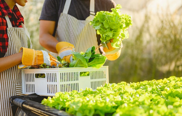 Agricoltura, giardiniere, fattoria, raccolto, verdura, concetto di tecnologia. Il giardiniere che raccoglie lattuga a casa di coltivazione di ortaggi al mattino.