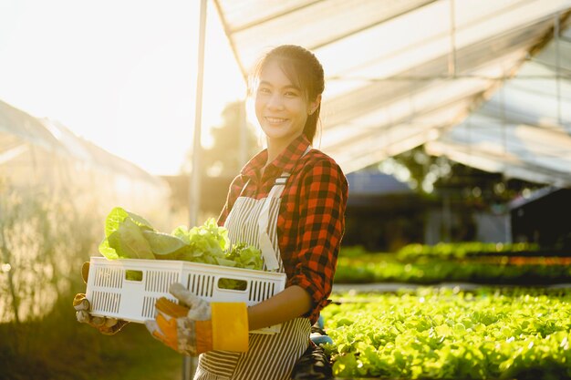 Agricoltura, giardiniere, fattoria, raccolto, verdura, concetto di tecnologia. Il giardiniere che raccoglie lattuga a casa di coltivazione di ortaggi al mattino.