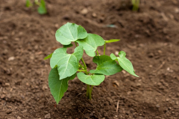 agricoltura giovane pianta di fagiolo nel letto del giardino