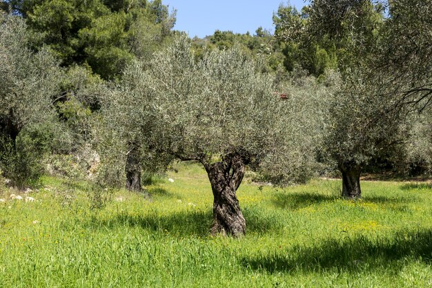 Agricoltura Gli ulivi crescono nell'oliveto in montagna primo piano in una soleggiata giornata primaverile