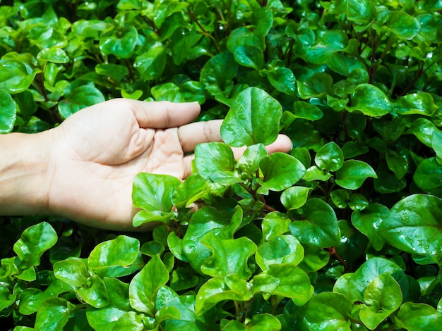 Agricoltura idroponica con cibo pulito sano di verdure fresche biologiche in giardino