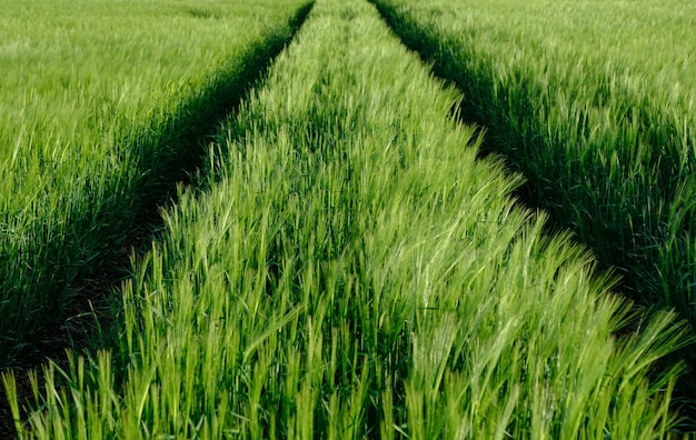 Agricoltura Immagine Di Tracce Di Pneumatici Pneumatici Attraverso Un Campo Di Grano