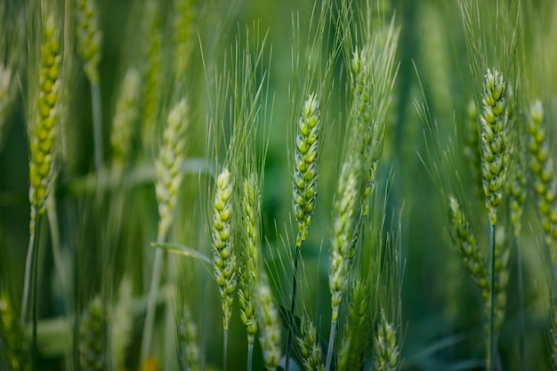 Agricoltura indiana, campo di frumento India.