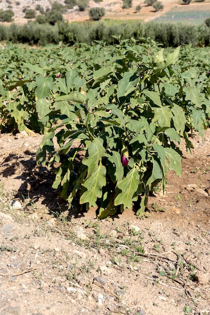 Agricoltura Le melanzane crescono in un campo in primo piano all'aperto