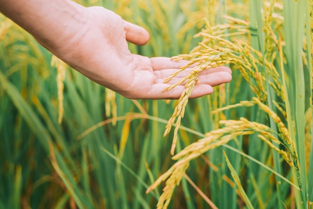 Agricoltura, mano che tocca teneramente un giovane riso nella risaia