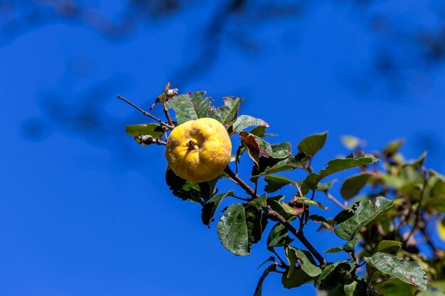 Agricoltura Maturazione mela cotogna gialla Cydonia appesa su un ramo primo piano in una soleggiata giornata autunnale