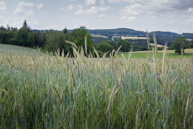 Agricoltura nel paesaggio rurale francese