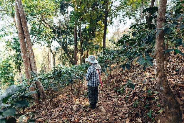 Agricoltura nella piantagione di caffè