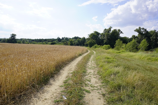 Agricoltura Paesaggio campo grano maturo brillante luce solare percorso auto