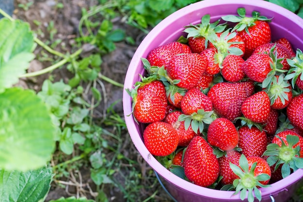 Agricoltura rossa fresca della serra del campo della fragola. Turchia / Smirne / Emiralem