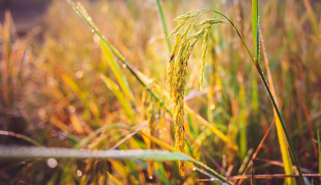 Agricoltura spiga di riso giallo dorato di riso che cresce in un campo di riso per aspettare la risaia del raccolto