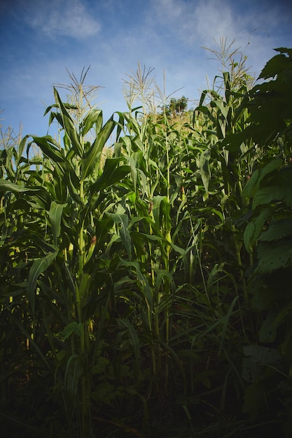 agricoltura tradizionale di piantagione di mais nei campi messicani