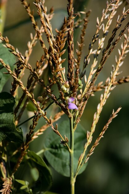 Agricoltura tradizionale messicana