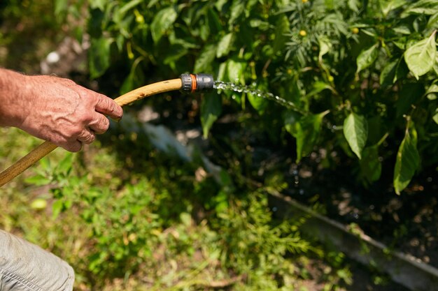 Agricoltura un contadino versa l'acqua da un tubo con le verdure nell'orto