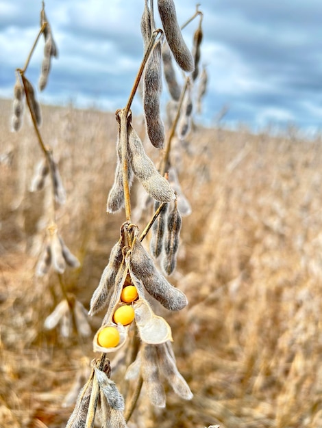 Agricoltura vegetale superficie di piantagione su sistema sostenibile notillage su clima tropicale