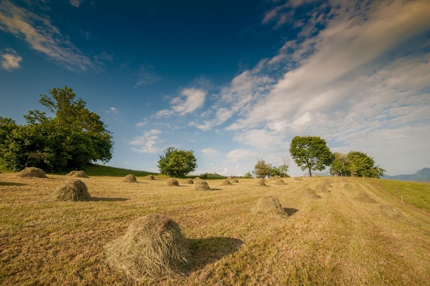 agricoltura