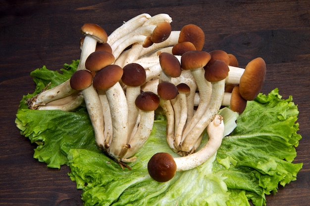 Agrocybe Aegerita