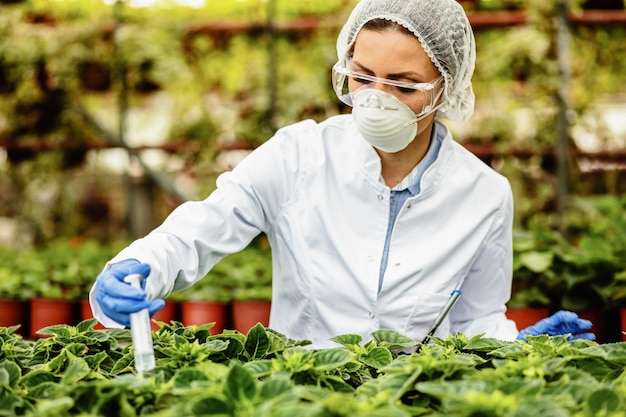 Agroingegnere che concima i fiori in vaso con una siringa mentre lavora al vivaio