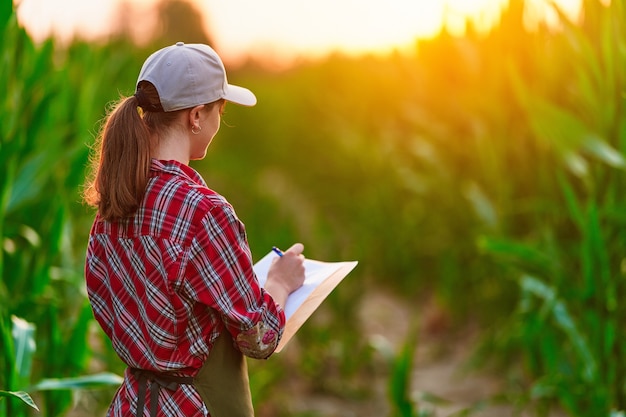 Agronomo agricoltore che lavora nel campo di mais e pianifica il reddito del raccolto. Esame femminile e controllo del controllo di qualità del raccolto di mais. Gestione dell'agricoltura e dell'agrobusiness