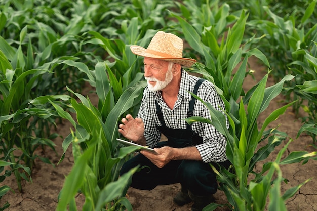 Agronomo anziano con barba dai capelli grigi che ispeziona il campo di mais e utilizza un computer tablet.