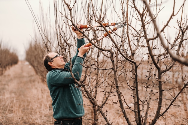 Agronomo caucasico con gli occhiali che pota l'albero da frutto in frutteto.