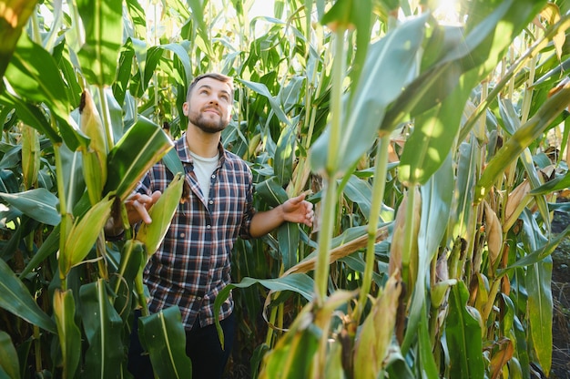 Agronomo che controlla il mais se pronto per il raccolto. Ritratto di contadino