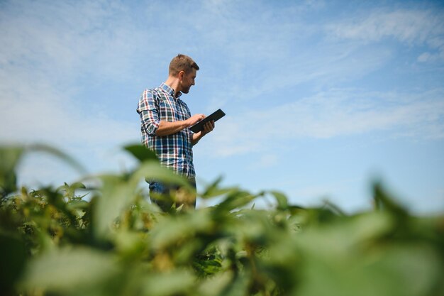 Agronomo che ispeziona le colture di semi di soia che crescono nel campo agricolo Il concetto di produzione agricola il giovane agronomo esamina il raccolto di soia sul campo in estate Agricoltore sul campo di soia