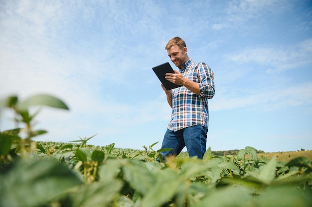 Agronomo che ispeziona le colture di semi di soia che crescono nel campo agricolo Il concetto di produzione agricola il giovane agronomo esamina il raccolto di soia sul campo in estate Agricoltore sul campo di soia