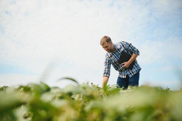 Agronomo che ispeziona le colture di semi di soia che crescono nel campo agricolo Il concetto di produzione agricola il giovane agronomo esamina il raccolto di soia sul campo in estate Agricoltore sul campo di soia