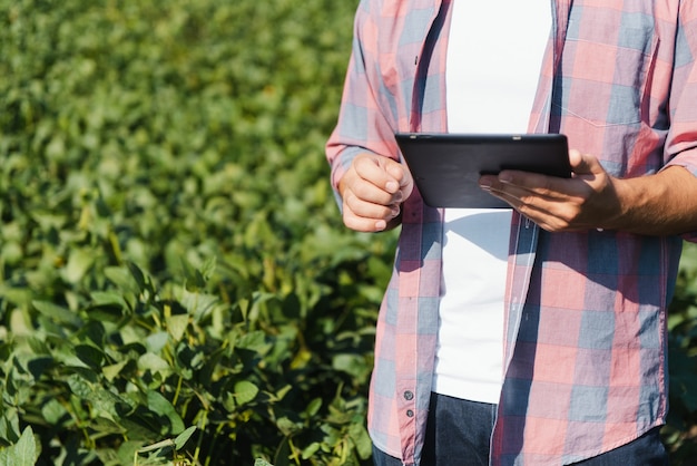 Agronomo che ispeziona le colture di semi di soia che crescono nel campo dell'azienda agricola. Concetto di produzione agricola. giovane agronomo esamina il raccolto di soia sul campo in estate. Contadino su un campo di soia