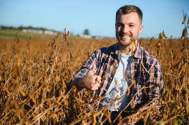 Agronomo che ispeziona le colture di semi di soia che crescono nel campo dell'azienda agricola. Concetto di produzione agricola. giovane agronomo esamina il raccolto di soia sul campo in estate. Contadino su un campo di soia