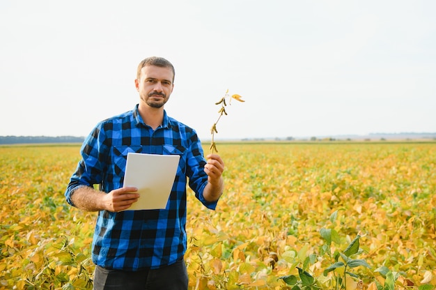 Agronomo che ispeziona le colture di semi di soia che crescono nel campo dell'azienda agricola. Concetto di produzione agricola. giovane agronomo esamina il raccolto di soia sul campo in estate. Contadino su un campo di soia