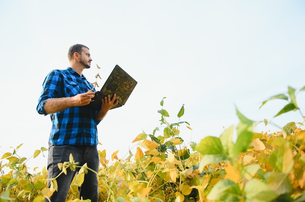 Agronomo che ispeziona le colture di semi di soia che crescono nel campo dell'azienda agricola. Concetto di produzione agricola. giovane agronomo esamina il raccolto di soia sul campo in estate. Contadino su un campo di soia