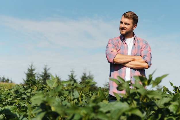 Agronomo che ispeziona le colture di semi di soia che crescono nel campo dell'azienda agricola. Concetto di produzione agricola. giovane agronomo esamina il raccolto di soia sul campo in estate. Contadino su un campo di soia