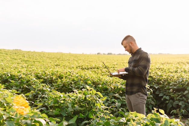 Agronomo che ispeziona le colture di semi di soia che crescono nel campo dell'azienda agricola. Concetto di produzione agricola. giovane agronomo esamina il raccolto di soia sul campo in estate. Contadino su un campo di soia